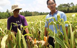 Nhà nông Khmer trồng màu lãi gấp 3 trồng lúa