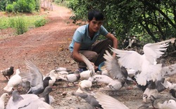 Cử nhân 26 tuổi làm chủ trang trại bồ câu, gà cỏ bạc tỷ