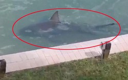 Video: Hoảng hồn phát hiện cá mập tung tăng bơi sau nhà