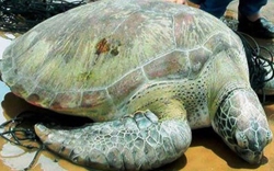 Rùa biển quý hiếm nặng 62kg sa lưới ngư dân