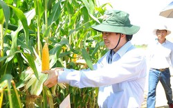  Lợi ích của cây trồng biến đổi gen GMO