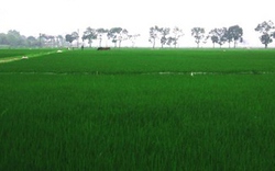 Về trách nhiệm của người sử dụng đất trồng lúa
