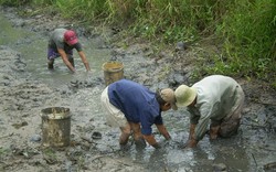 Thú bắt cá đìa và bắt hôi nơi đồng quê