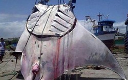 Cá đuối nặng 1 tấn sa lưới ở Peru