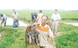 Loại trừ hiểm họa từ... chuột