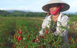 Bón phân Văn Điển cho cây ớt