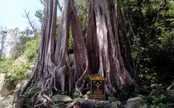 Vẻ đẹp kỳ vĩ của 4 loài cây Di sản trên đất Cù Lao Chàm