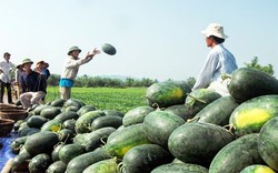  Nông sản Việt đang “chết mòn” vì... thương lái