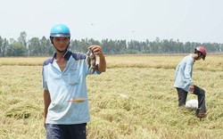 Săn chuột đồng “mập ú” vùng Bảy Núi