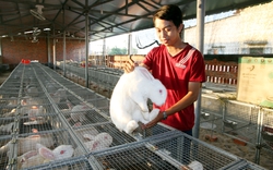 “Công tử” 9X nuôi thỏ thu tiền tỷ