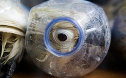 Indonesia: Nhét chim vào chai nhựa để qua cửa hải quan
