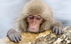 Đặt tên khỉ giống tiểu công chúa Anh, vườn thú Nhật bị “ném đá“