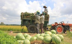 Mong mỏi “hiệp sĩ cứu  dưa hấu” lần 2