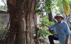 Vụ việc “tranh” gỗ sưa ở Hà Nội: Người dân mua bán đúng pháp luật