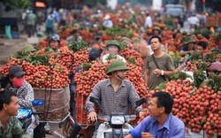 Sản xuất, tiêu thụ nông sản: Vẫn đùn đẩy trách nhiệm!