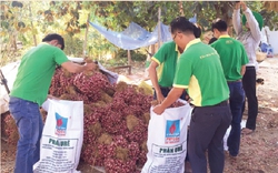 PVFCCo hỗ trợ nông dân tiêu thụ gần 10 tấn hành tím