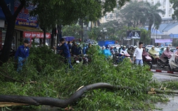 Công bố kết luận thanh tra vụ chặt hạ cây xanh ở Hà Nội