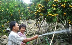 Lão nông 40 năm trồng cây trái trên núi Cấm