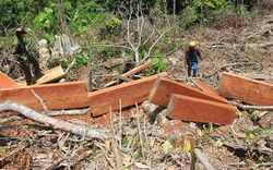 Cận cảnh cây gỗ quý bị đốn hạ la liệt trên đất quy hoạch “ngoài lâm nghiệp“