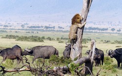 Phì cười sư tử sợ hãi trèo lên cây để… trốn trâu