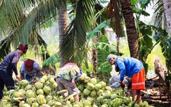 Những “vụ mùa vô hại” cứu nền nông nghiệp ASEAN