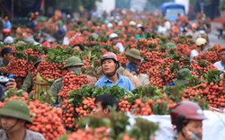 Nông sản ế, trách nhiệm trước hết thuộc về cơ quan quản lý nhà nước