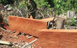 Quảng Ngãi: Kiểm lâm làm ngơ cho việc tận thu gỗ rừng trái phép
