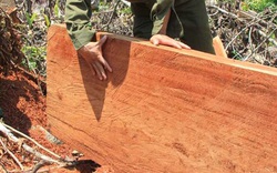 Quảng Ngãi: Cấm khai thác tận thu gỗ rừng tự nhiên