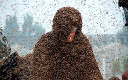 Clip 1 triệu con ong bám trên cơ thể lập kỷ lục thế giới