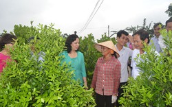 Thanh Trì sẽ trở thành huyện mẫu nông thôn mới