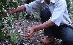 Đông Nam Bộ vào mùa khô hạn: Tự cứu bằng tưới tiết kiệm