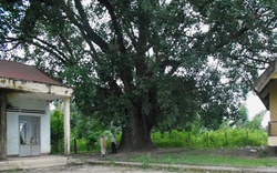 Cây Bồ đề 132 năm tuổi được công nhận là cây Di sản Việt Nam 