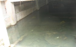 Tầng hầm chung cư thành ao nuôi cá