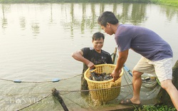 Từ tay trắng, thu trăm triệu mỗi năm nhờ cá rô đồng