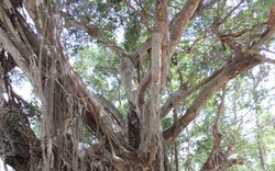 2 cây đa hàng trăm năm tuổi được công nhận là cây Di sản Việt Nam