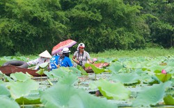 Những đầm sen độc đáo ở Hà Nội