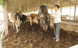 Trang trại bò siêu sạch lớn nhất miền Tây