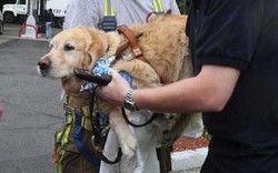 Mỹ: Chú chó xả thân lao vào xe bus cứu chủ