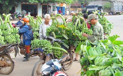 Chuối xuống giá vì... nắng nóng