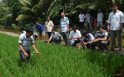 Lãi cao, nhà nông hào hứng với lúa đặc sản