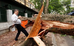 Giông lốc 2 người chết, gần 1.300 cây đổ: Hà Nội họp khẩn