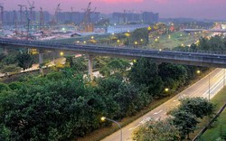 5 loài cây tạo nên “đảo quốc rừng xanh” Singapore