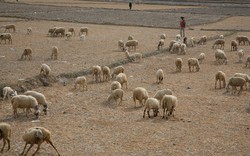 Vật vã trong đại hạn: Đàn cừu trắng trên cánh đồng chết