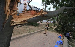HN: 3 ngày sau dông lốc, cây đổ vẫn ngổn ngang trên đường