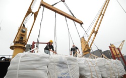 Đưa giá thấp nhất, VN vẫn trượt thầu 100.000 tấn gạo cho Philippines