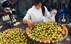 Mận Tàu đội lốt mận Sapa: Dân Hà thành bị ăn quả lừa