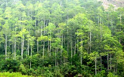 Trồng rừng sản xuất có được hỗ trợ vốn?