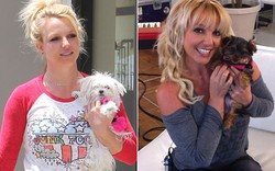 Britney Spears chi hơn nửa tỉ cho chó cưng