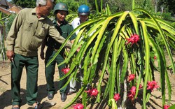 Thanh long ruột đỏ &#34;bén duyên&#34; vùng cát trắng