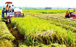 Hiệu quả của phân lân cho lúa ở Đồng Tháp Mười